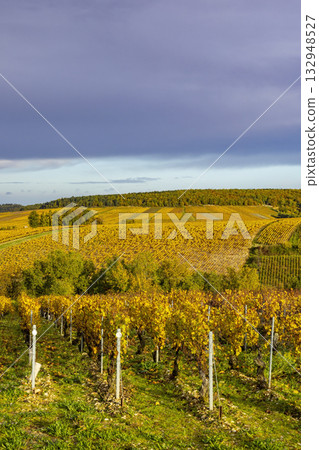 Bourgogne vineyard rows showing colorful autumn leaves 132948527