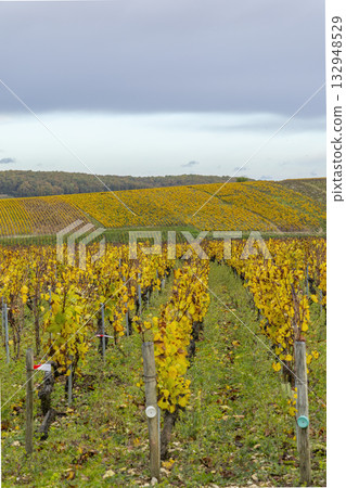 Vineyard showing autumn colors in Chichee, Bourgogne Franche Comte, France Vineyard showing autumn colors in Chichee, Bourgogne Franche Comte, France 132948529