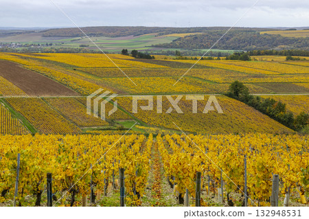 Autumn vineyard landscape in Bourgogne Franche Comte producing Chablis wine region 132948531