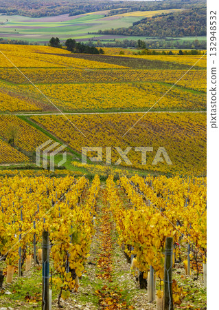 Chablis vineyards showing autumn colors in Yonne, France Chablis vineyards showing autumn colors in Yonne, France 132948532