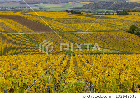 Yellow vineyards creating natural patterns in Yonne, France Yellow vineyards creating natural patterns in Yonne, France 132948533