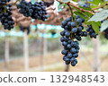 Close-up of Black grapes on the vine in the field, Grown in Thailand 132948543