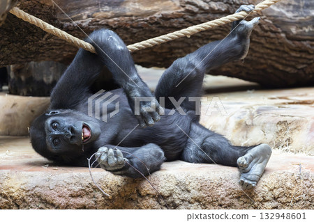 Young gorilla playing on rope in Prague zoo Young gorilla playing on rope in Prague zoo 132948601