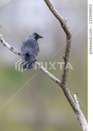 Western Jackdaw bird perching on bare branch in Prague 132948603