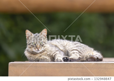 Tabby cat relaxing on wooden surface outdoor 132948647