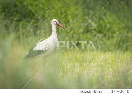 White stork standing in green meadow in Poland White stork standing in green meadow in Poland 132948648