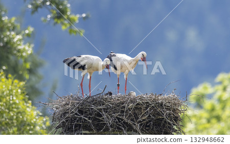 White storks nesting with eggs in Komancza, Poland 132948662