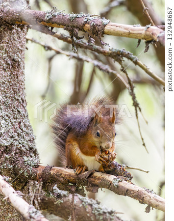 Red squirrel eating pine cone in Vysoke Tatry mountains 132948667