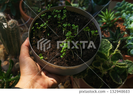 Growing seedlings in a greenhouse for sustainable plant propagation and gardening 132948683