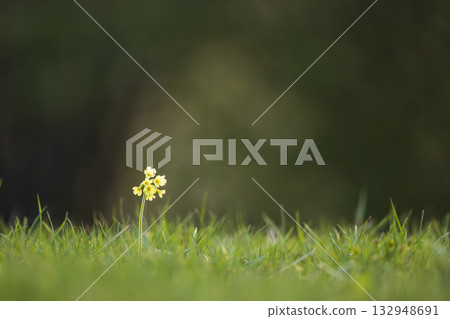 Cowslip flower blooming in green grass field Cowslip flower blooming in green grass field 132948691