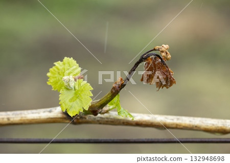 Vine shoot showing new growth and old leaves 132948698