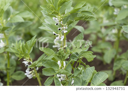 Broad bean plants blooming in Zuberec field 132948731