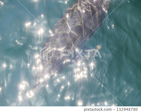 Shining underwater dolphins Shining underwater dolphins 132948780