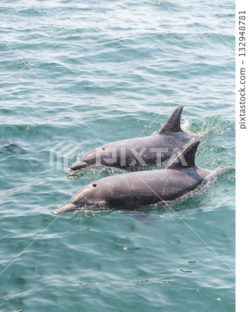 Two dolphins swimming in line Two dolphins swimming in line 132948781