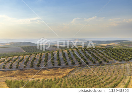 Andalucian olive groves covering rolling hills landscape 132948803