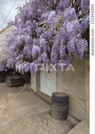 Wisteria blooming over traditional cellar door in Bouze les Beaune Wisteria blooming over traditional cellar door in Bouze les Beaune 132948808