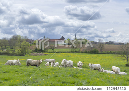 Charolais cattle grazing pasture Cussy la Colonne Bourgogne Franche Comte France Charolais cattle grazing pasture Cussy la Colonne Bourgogne Franche Comte France 132948810
