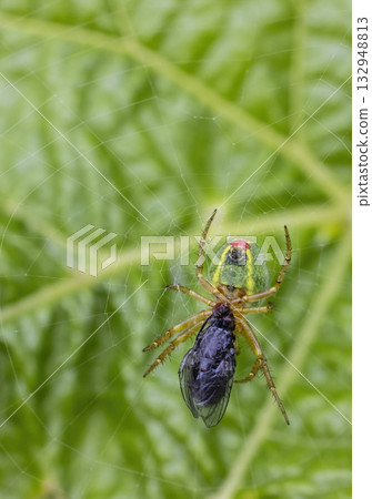 Green spider eating fly on delicate web 132948813