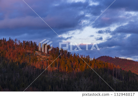 Mountain forest glowing at sunset Oravska Lesna Slovakia 132948817