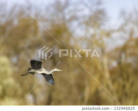 Grey heron flying over trees in Ocseny, Hungary 132948820