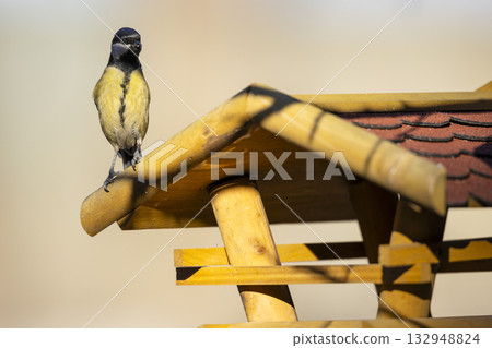 Blue tit perching on a wooden bird feeder roof in sunlight 132948824
