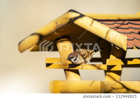 Eurasian tree sparrow perching on wooden bird feeder 132948825
