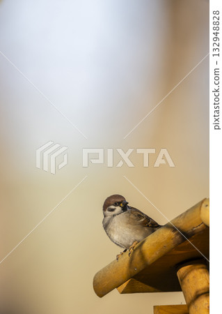 Sparrow perching on wooden feeder in Podmoli Sparrow perching on wooden feeder in Podmoli 132948828
