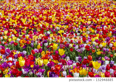 Colorful tulip field blooming in Hillegom, Netherlands 132948885