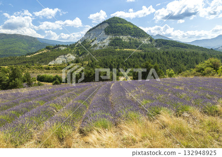 Purple lavender field in Vers sur Meouge, Auvergne Rhone Alpes, France Purple lavender field in Vers sur Meouge, Auvergne Rhone Alpes, France 132948925