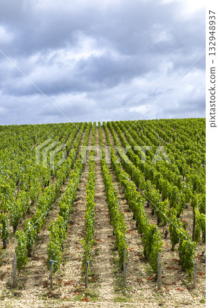 Vineyards creating linear pattern in Chablis, Bourgogne Franche Comte, France Vineyards creating linear pattern in Chablis, Bourgogne Franche Comte, France 132948937