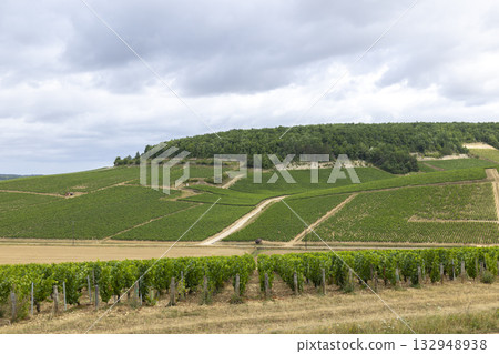 Chablis vineyards extending across rolling hills in Bourgogne Franche Comte, France Chablis vineyards extending across rolling hills in Bourgogne Franche Comte, France 132948938