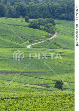 Green vineyards stretching across hills following winding path in Leuvrigny Green vineyards stretching across hills following winding path in Leuvrigny 132948962