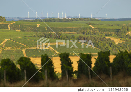 Vineyards and wind turbines in rural landscape Vineyards and wind turbines in rural landscape 132948966