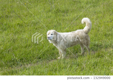 White dog standing in green grass field Velky Lipnik White dog standing in green grass field Velky Lipnik 132949000