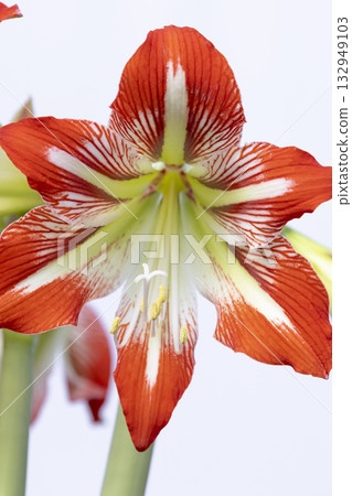 Amaryllis flower blooming, red and white striped petals 132949103