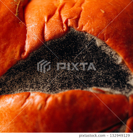 Close-up of mold with fibers and spores growing on pumpkin Close-up of mold with fibers and spores growing on pumpkin 132949129