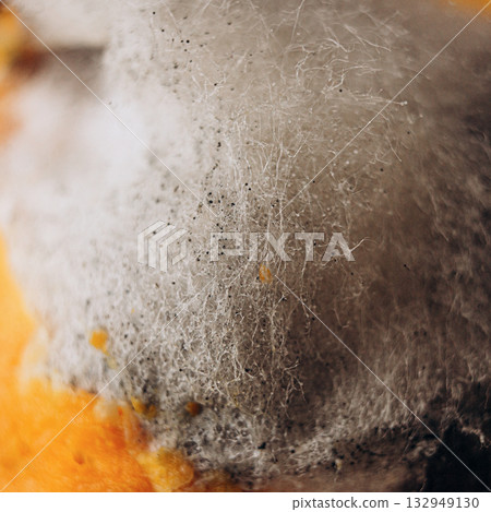 Close-up of mold with fibers and spore balls, macro texture Close-up of mold with fibers and spore balls, macro texture 132949130