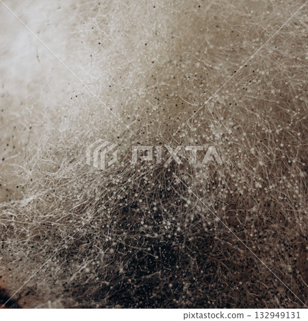 Close-up of mold with fibers and spore balls, macro texture Close-up of mold with fibers and spore balls, macro texture 132949131