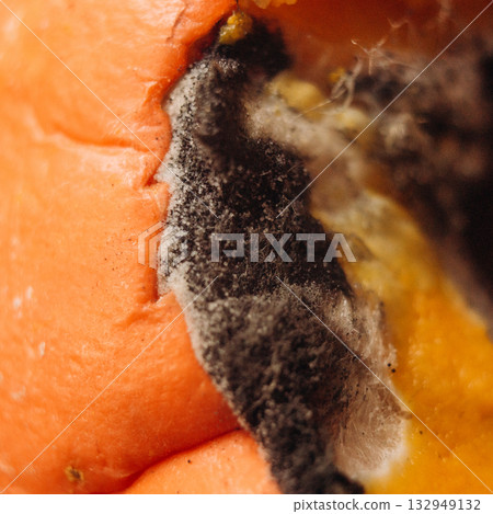 Close-up of mold with fibers and spores growing on pumpkin 132949132