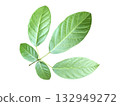 Green leaf isolated on white background, clipping path. 132949272