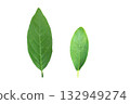 Green leaf isolated on white background, clipping path. 132949274