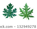 Papaya leaves isolated on white background with clipping path 132949278