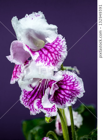 Vivid Purple and White Streptocarpus Blooms Against a Solid Violet Backdrop Vivid Purple and White Streptocarpus Blooms Against a Solid Violet Backdrop 132949391