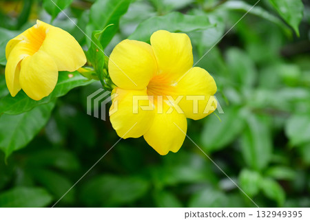 熱帶花卉 132949395