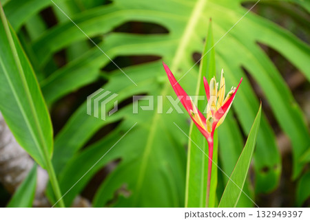 Tropical flower Bird of Paradise Tropical flower Bird of Paradise 132949397
