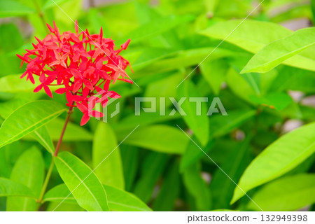 Tropical flower Santanka 132949398