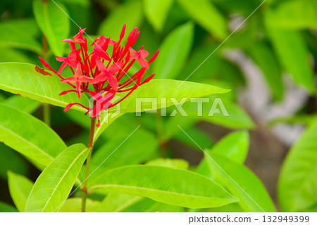 熱帶花卉桑坦卡 132949399