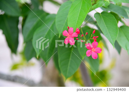 熱帶花卉 鐵金櫻 132949400