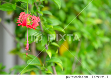 熱帶花卉，婆婆納 132949401