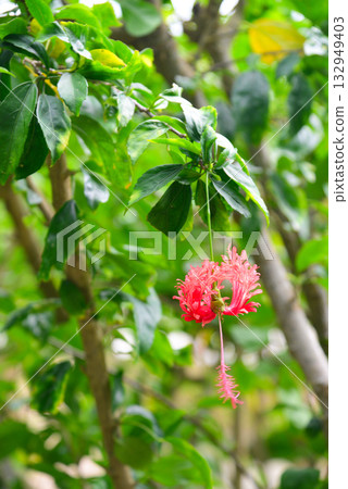 熱帶花卉，婆婆納 132949403